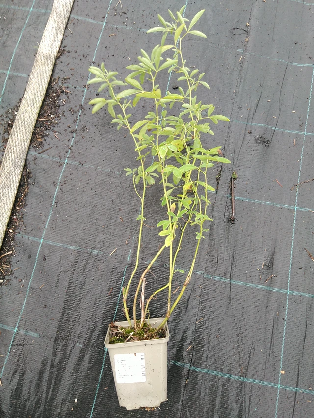 Revonpapu - 10. 9. 2025