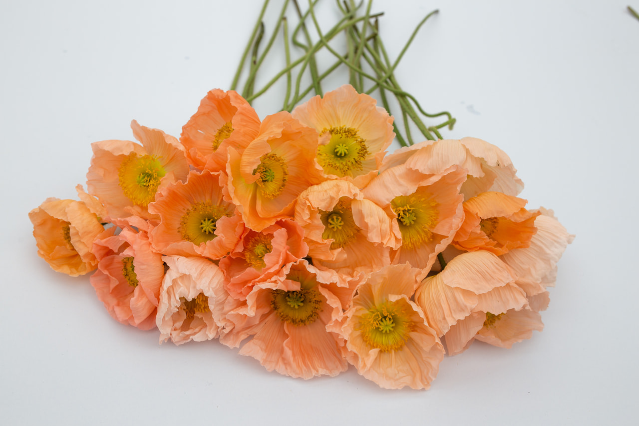 Valmue Colibri Rosa Chiaro Pastello, Loukykvět