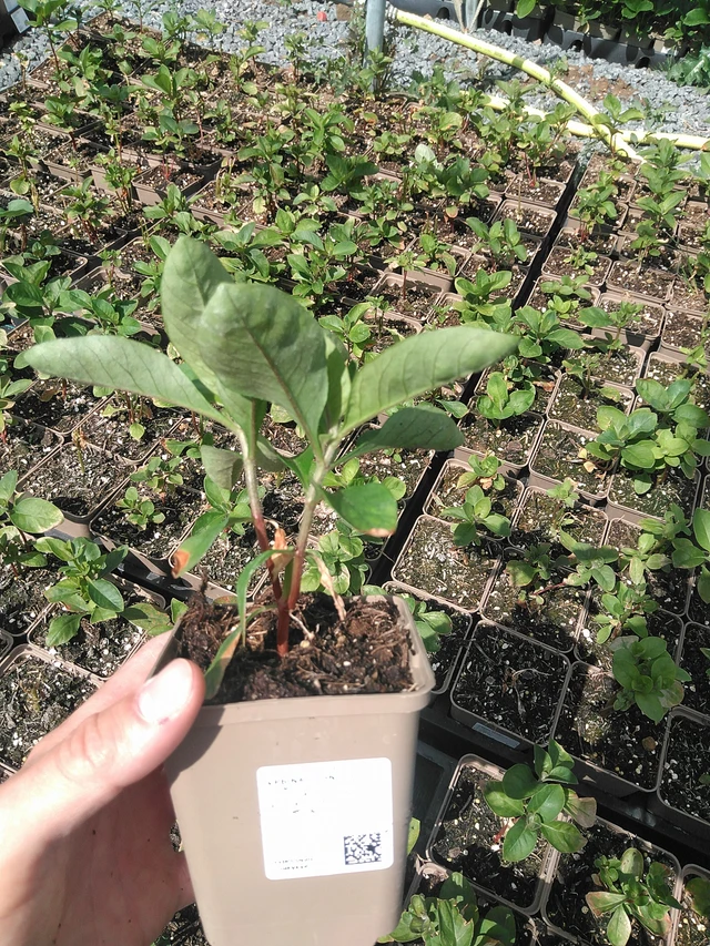 Valkoalpi - 24. 6. 2025