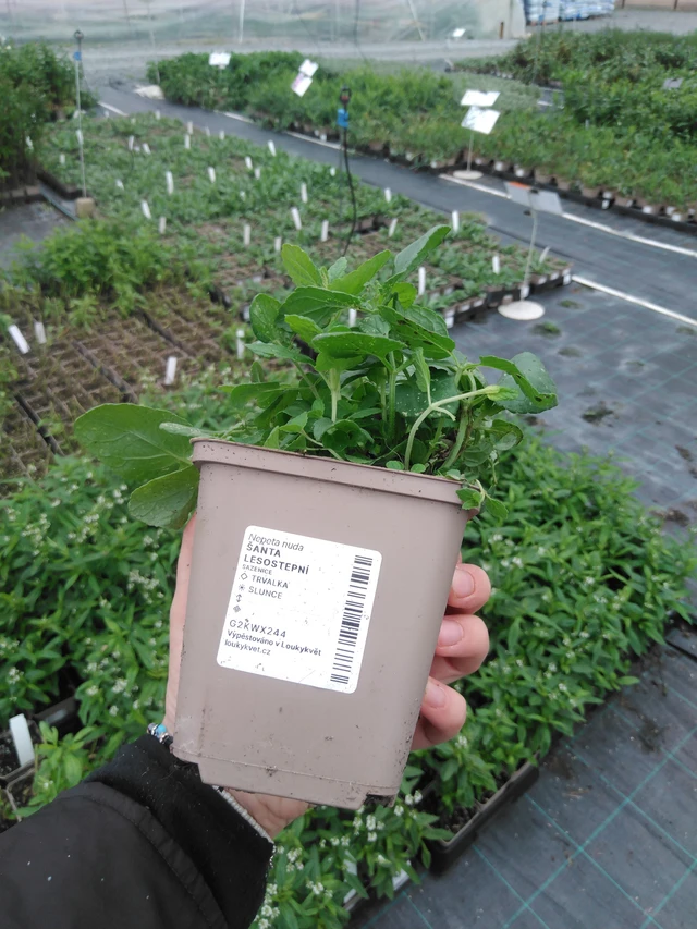 Steppe Catmint - 2024