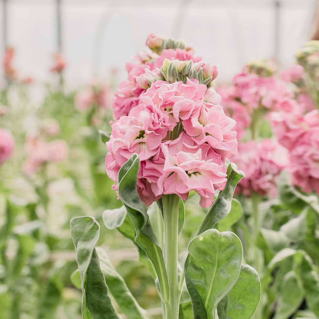 Stock StoX Rose Pink, Loukykvět