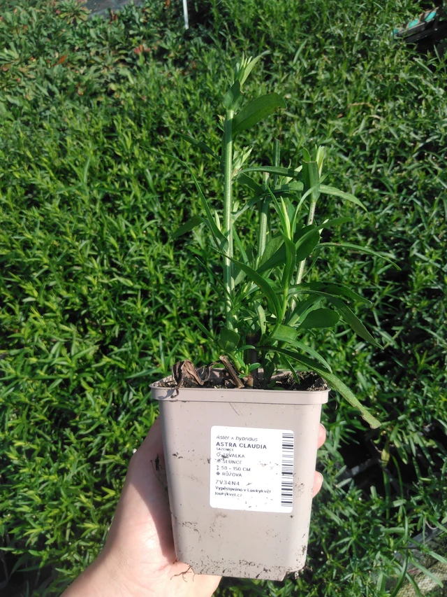 Asteri Claudia - 2024