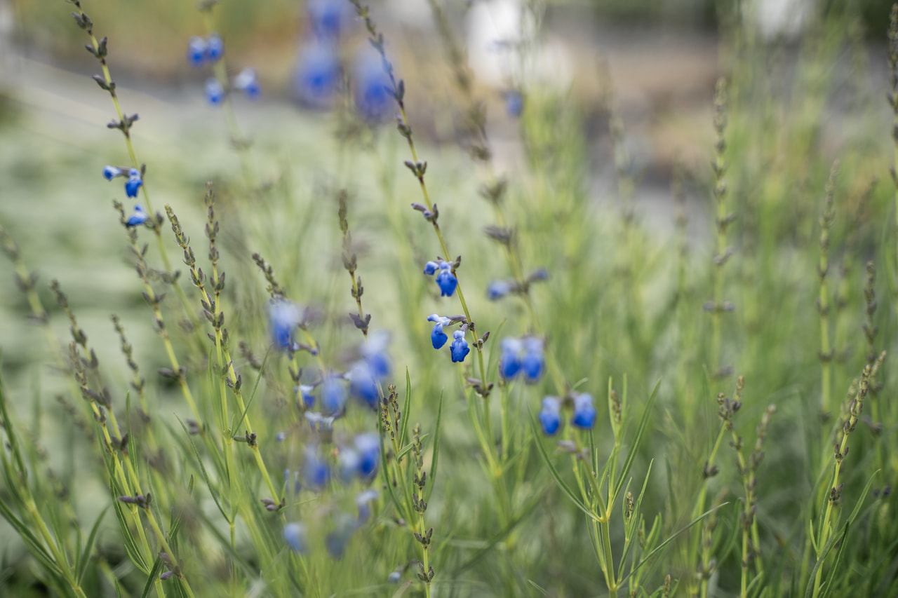 Salvia lavandulifolia, Loukykvět