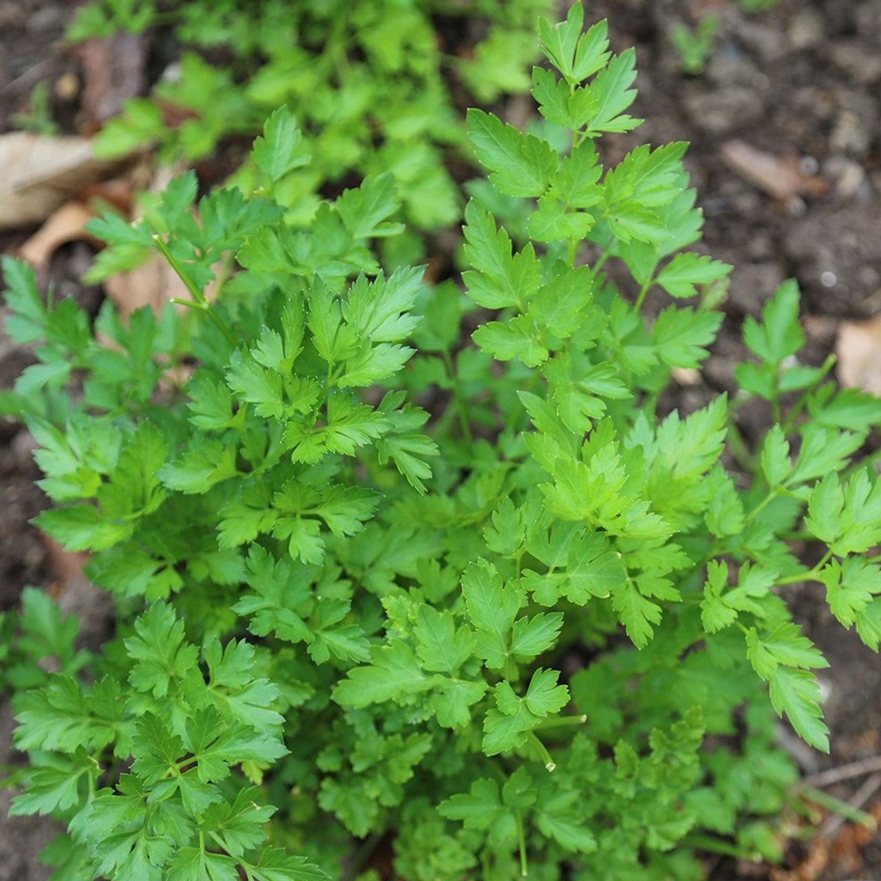 Leaf parsley Gigante d´Italia, Loukykvět
