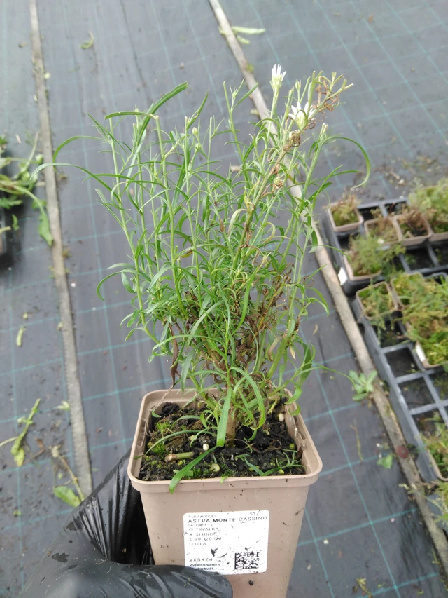 Kanerva-asteri Monte Cassino - 23. 10. 2025