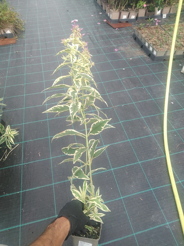 Syysleimu Nora Leight - 10. 9. 2025