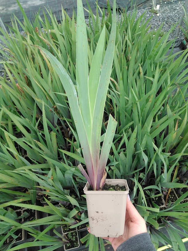 Kurjenmiekka Lent A. Williamson - 9. 6. 2025