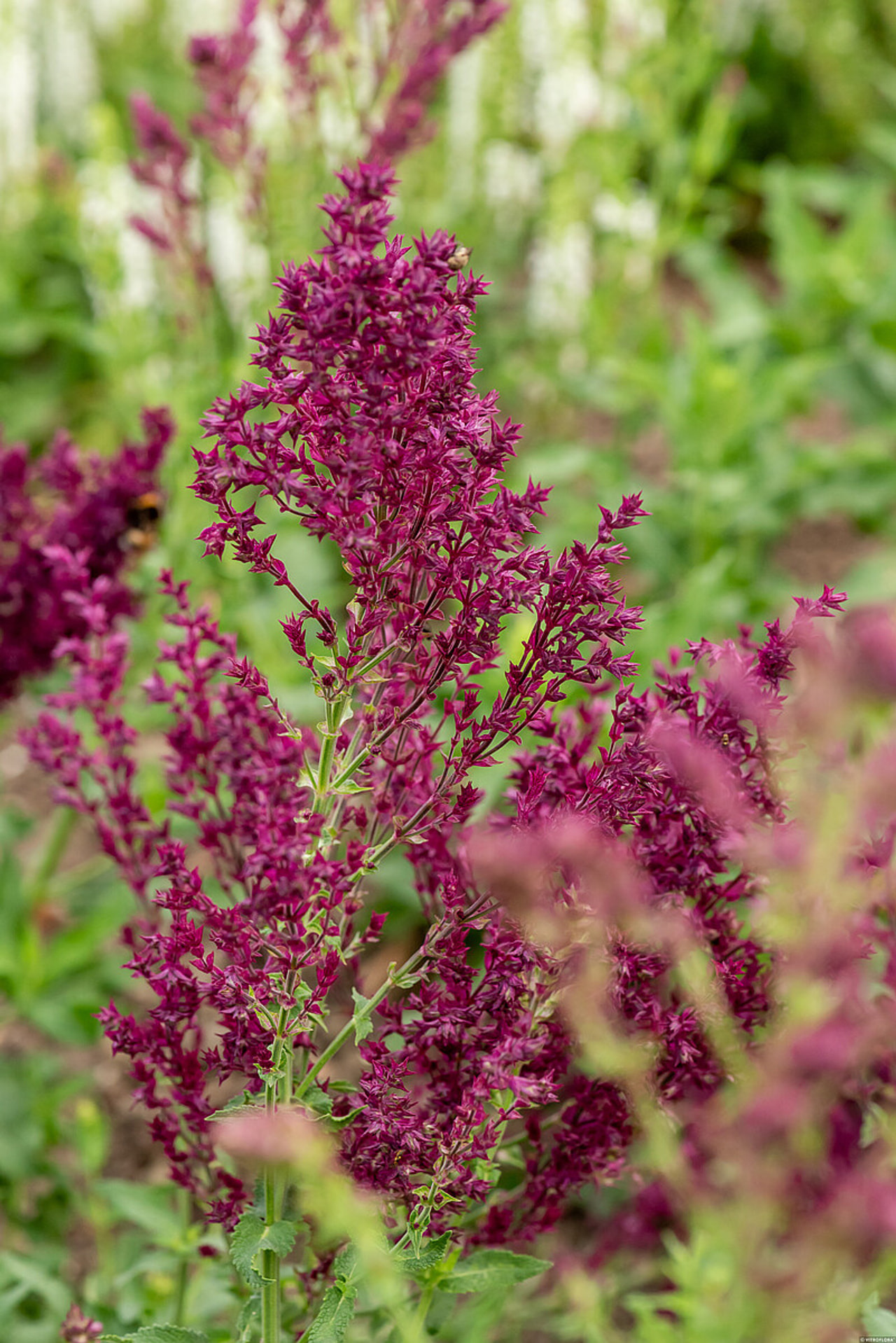Lehtosalvia Schwellenburg, Loukykvět