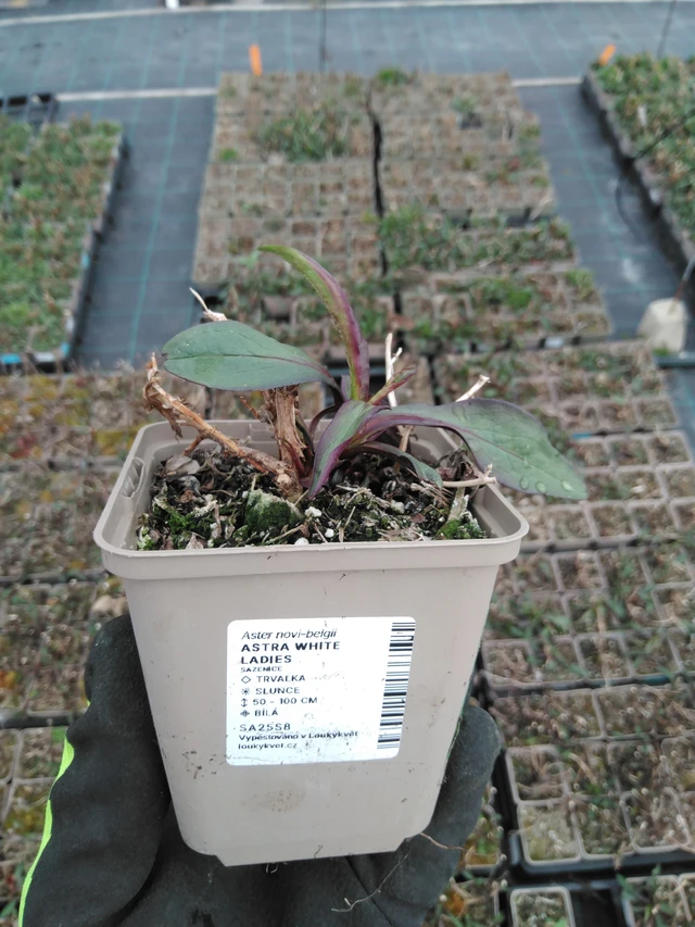 Syysasteri White Ladies - 8. 4. 2025