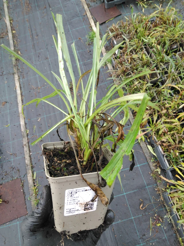 Piisku Romantic Glory - 23. 10. 2025