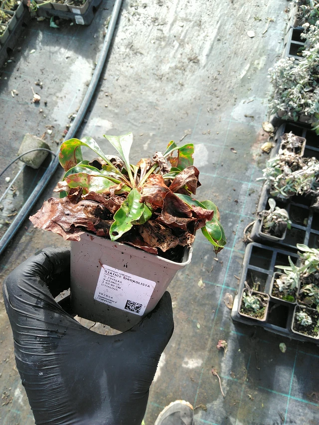 Hopeaikiviuhko - 31. 10. 2025