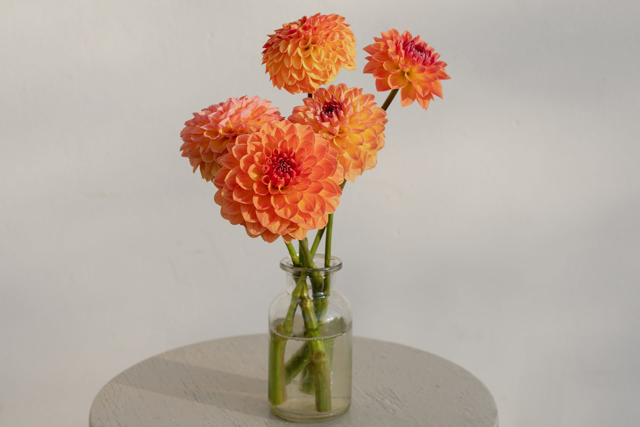 Daalia Orange Breeze, Loukykvět