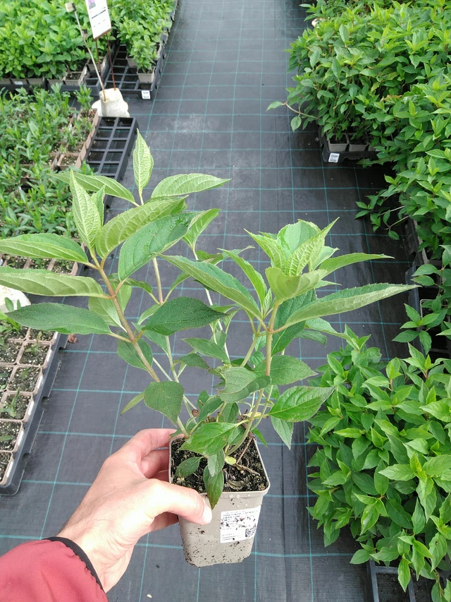 Syyshortensia Phantom - 28. 7. 2025