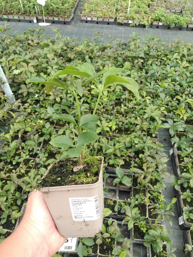 Jouluruusu Double Ellen White Spotted - 2024