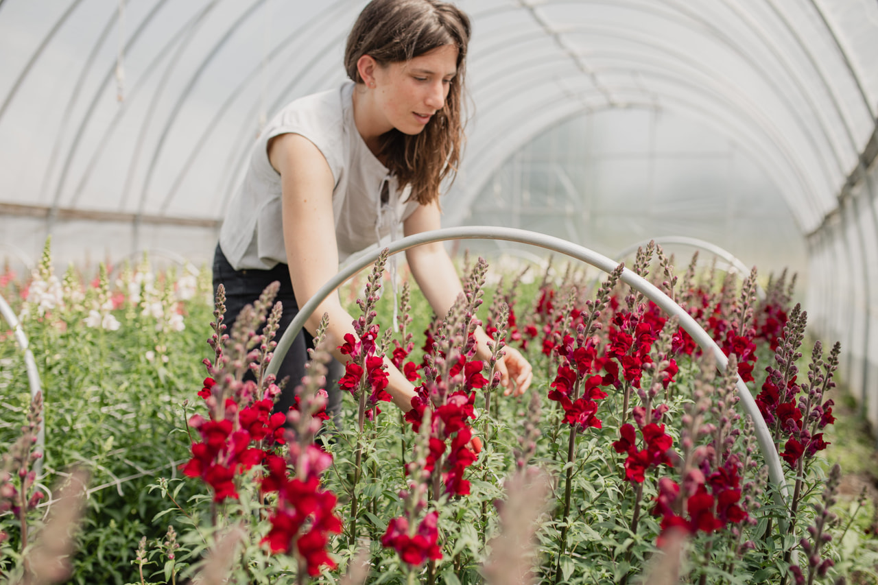 Leeuwenbek Costa Velvet, Loukykvět