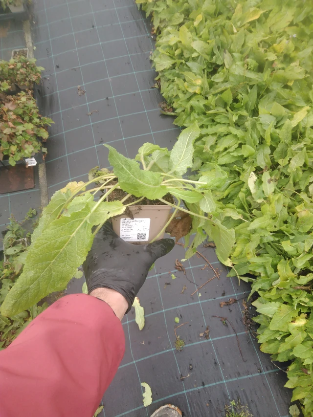 Salvia pratensis Sky Dance - 23. 10. 2025