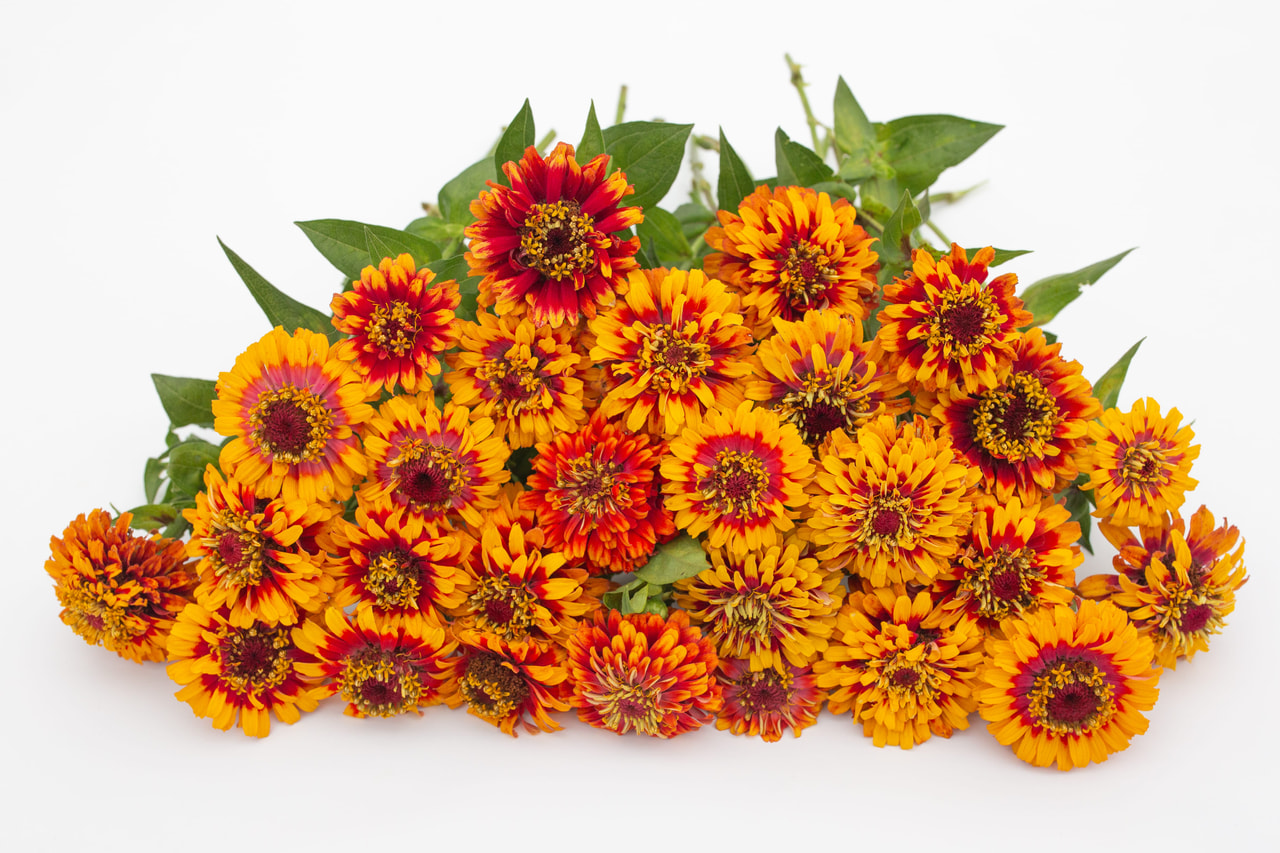 Tsinnia Macarenia, Loukykvět