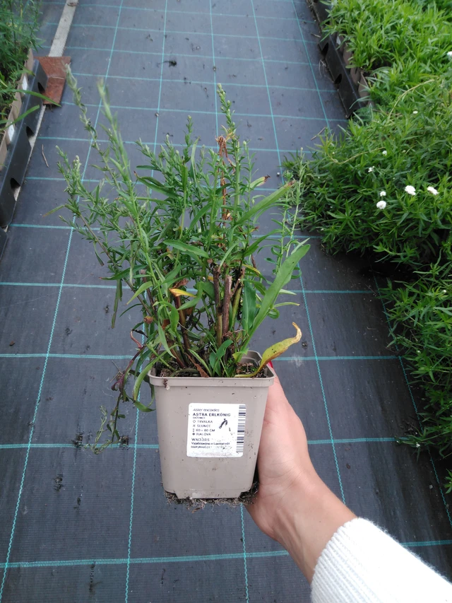 Asteri Erlkönig - 11. 9. 2025