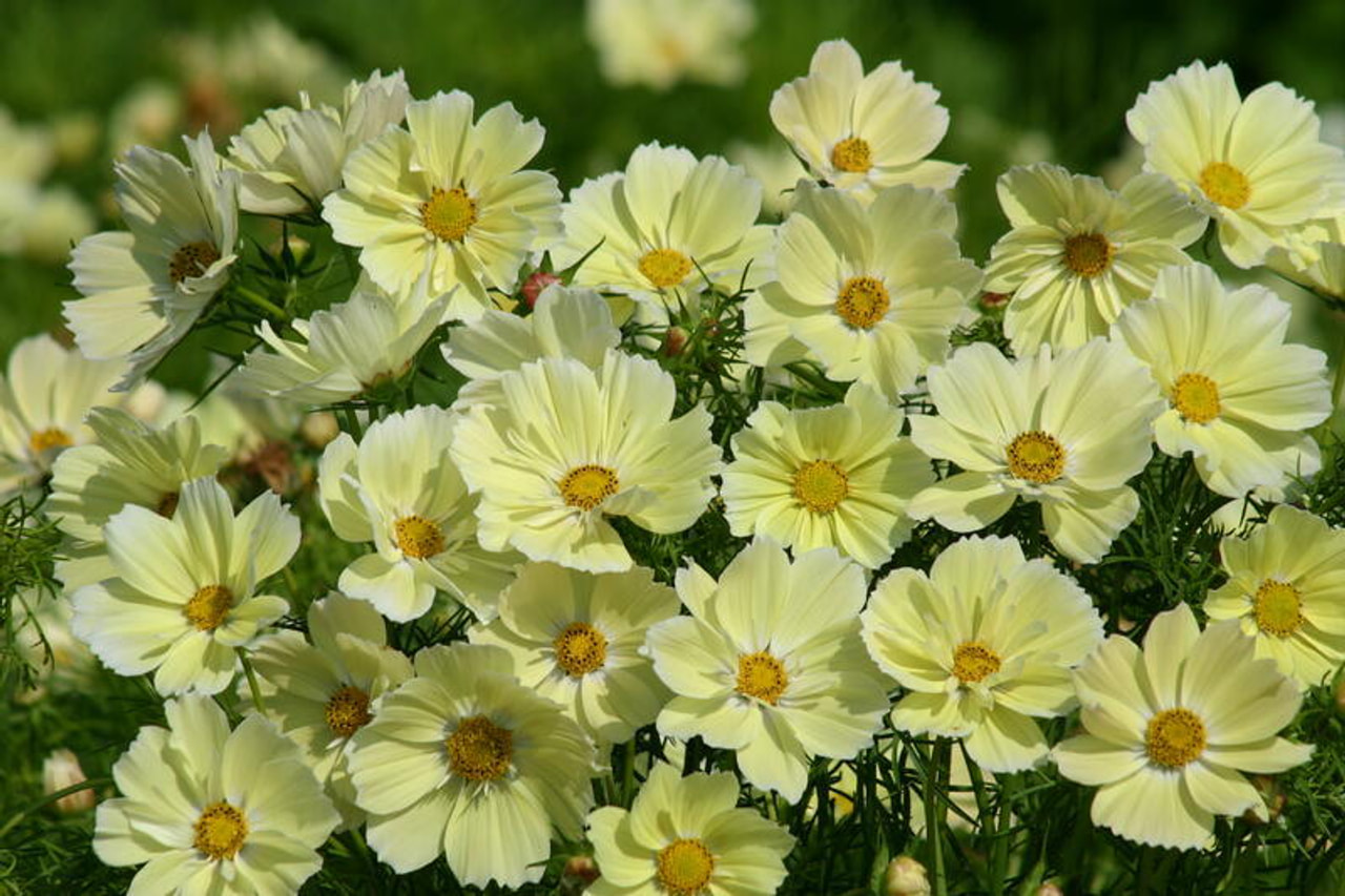 Cosmos Xanthos, Loukykvět
