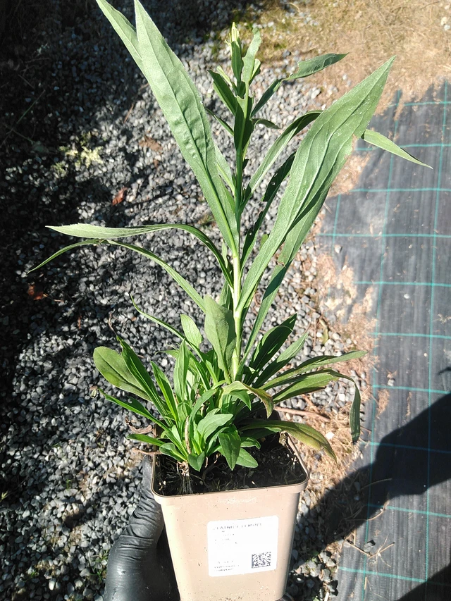 Solidaster Lemore - 19. 8. 2025