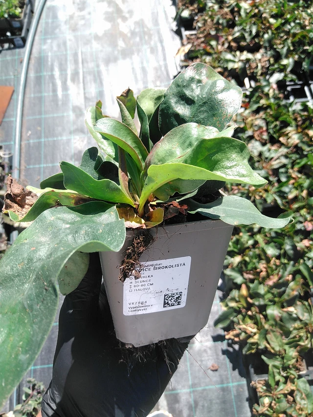 Hopeaikiviuhko - 19. 8. 2025