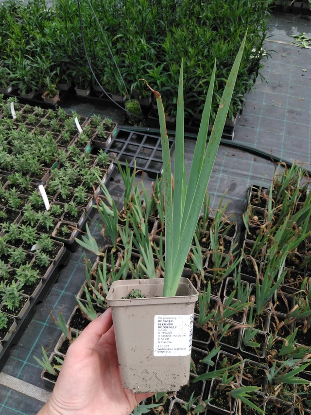 Kurjenmiekka Eleonor Roosevelt - 2024