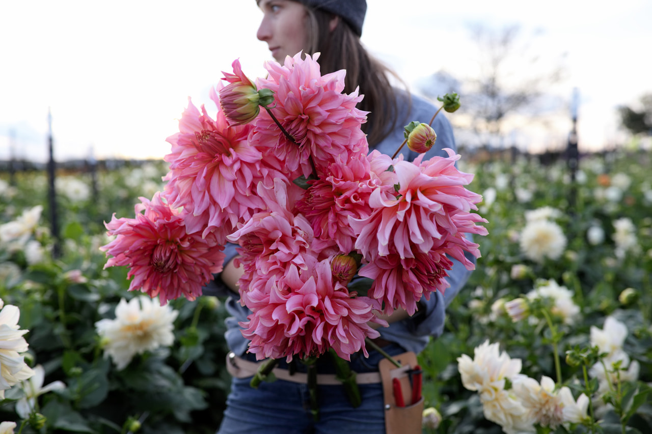 Daalia Islander, Loukykvět