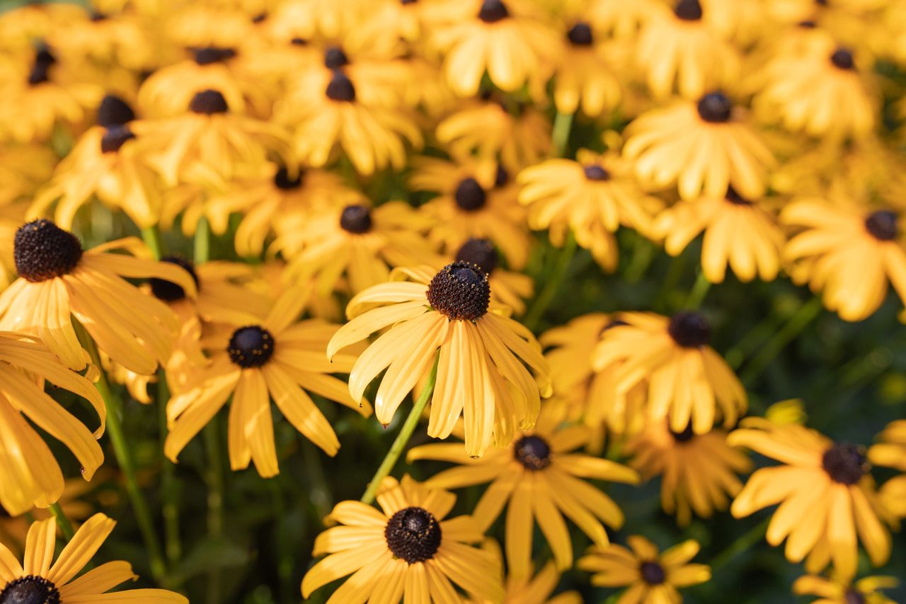 Sädepäivänhattu Goldsturm, Loukykvět