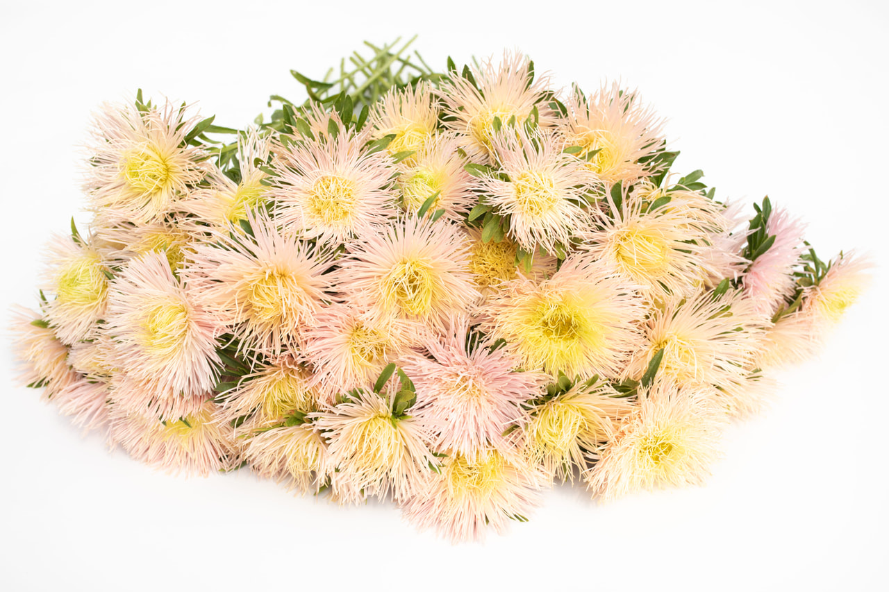 China Aster Valkyrie Brünhilde Chamois, Loukykvět