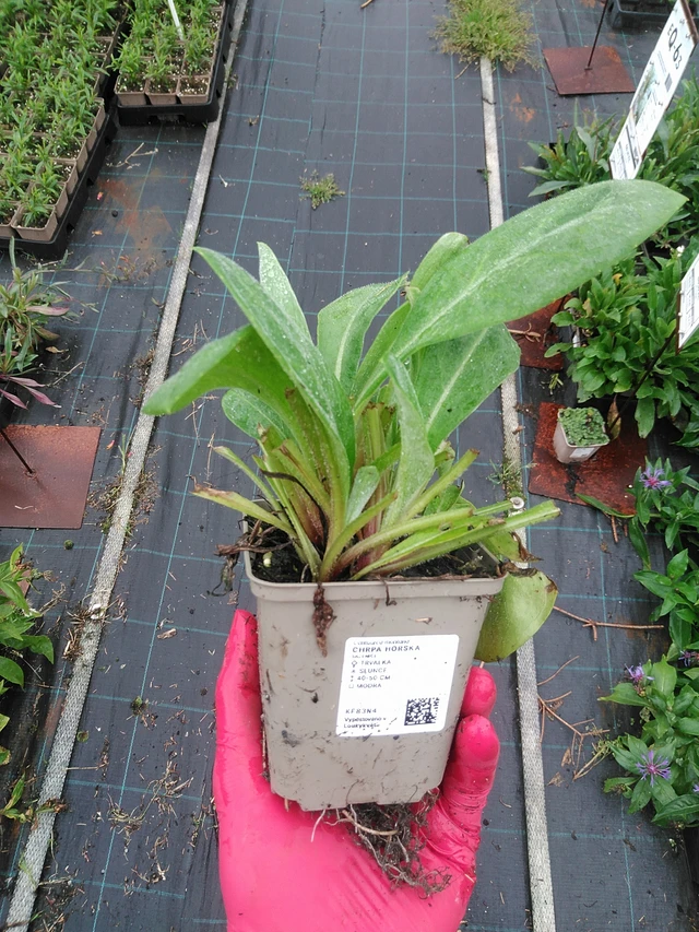 Vuorikaunokki - 29. 7. 2025