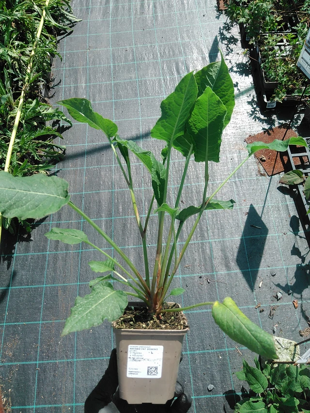 Konnantatar Fat Domino - 19. 8. 2025