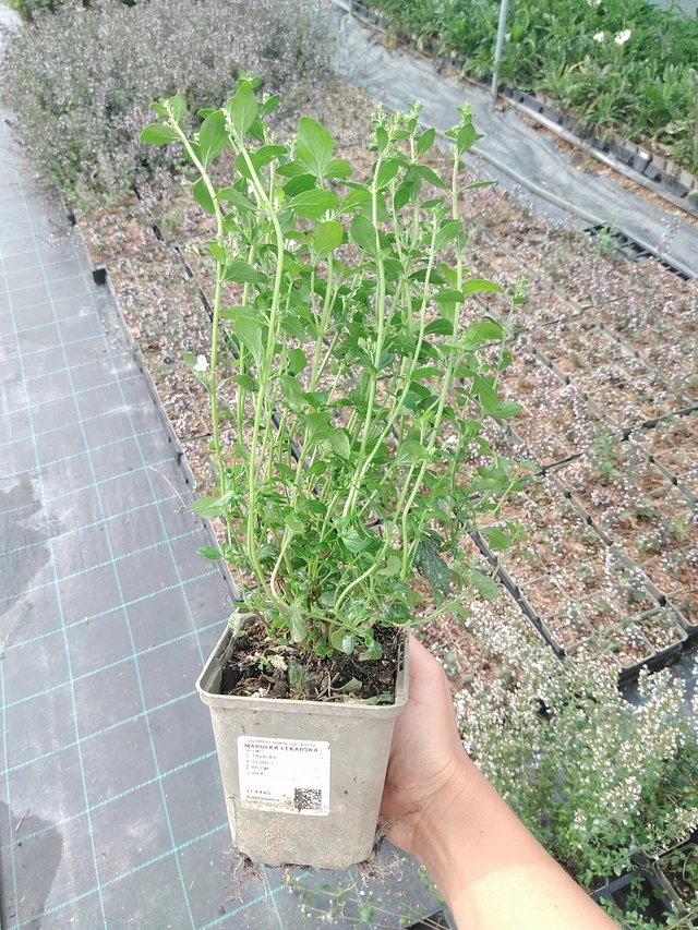 Kivikkokäenminttu - 10. 9. 2025