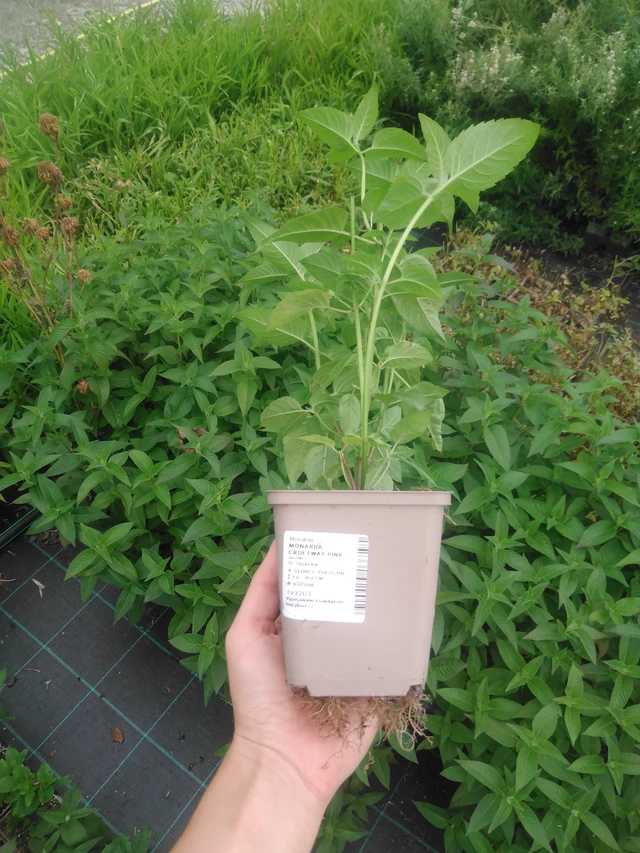 Väriminttu Croftway Pink - 2024