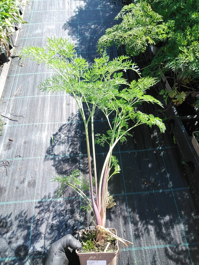 Suoputki - 19. 8. 2025