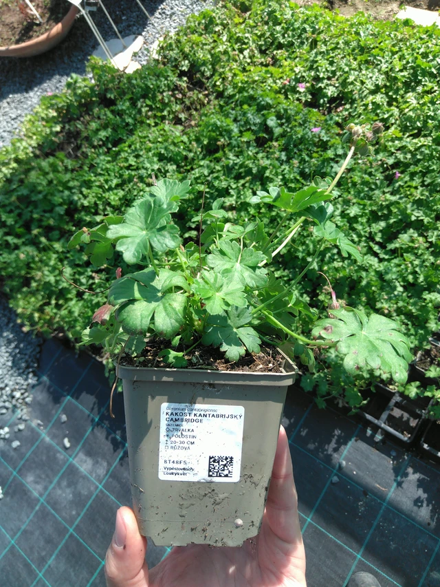 Peittokurjenpolvi Cambridge - 20. 6. 2025