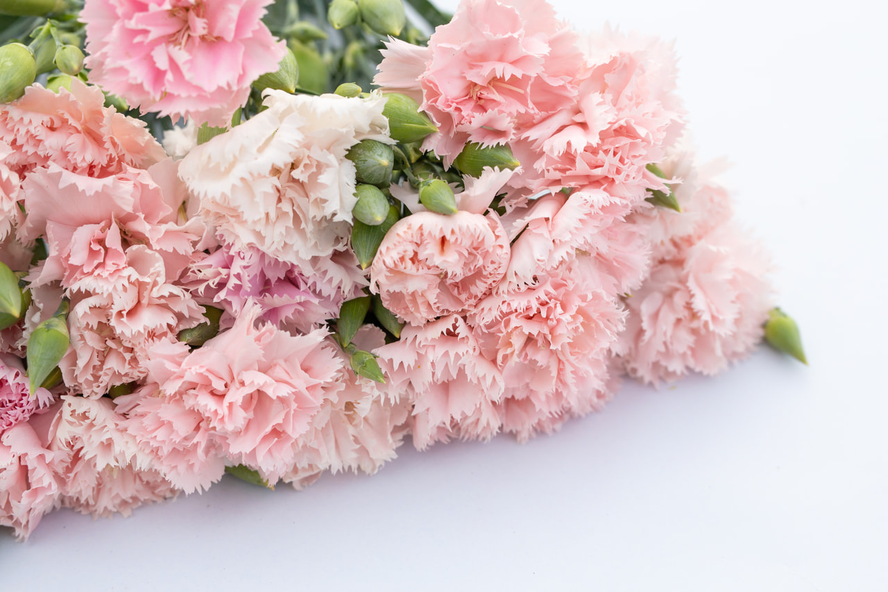 Tarhaneilikka Chabaud La France, Loukykvět