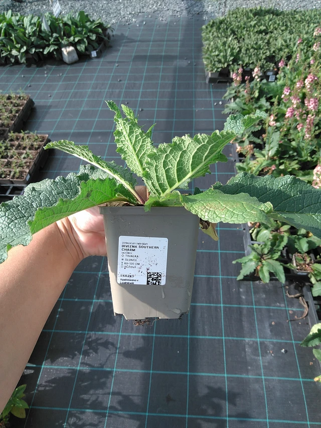 Verbascum Southern Charm - 11. 7. 2025