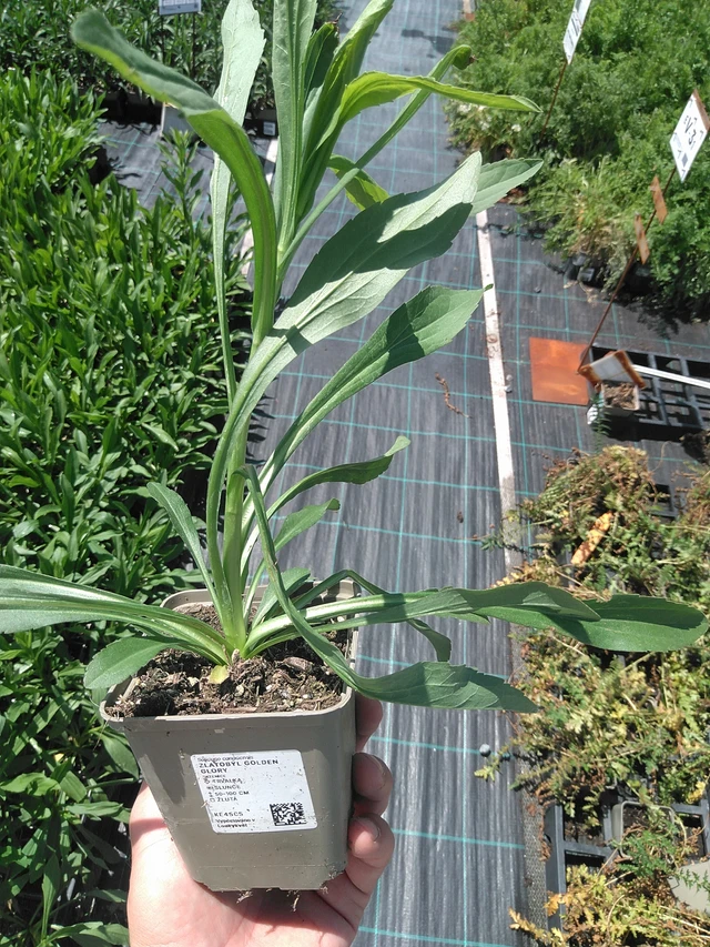 Piisku Golden Glory - 24. 6. 2025