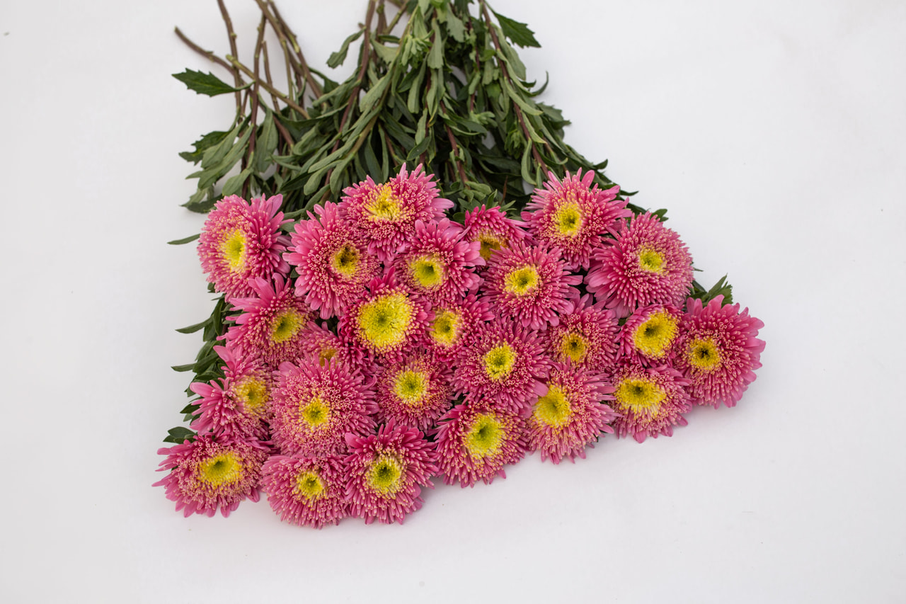 China aster Benary’s Princess Salmon, Loukykvět