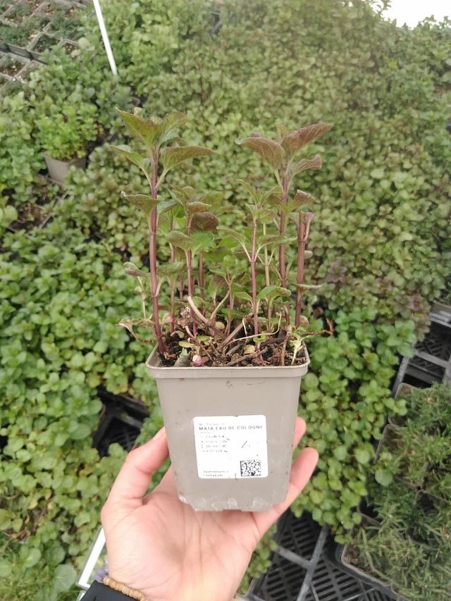 Minttu Eau de Cologne - 20. 4. 2026