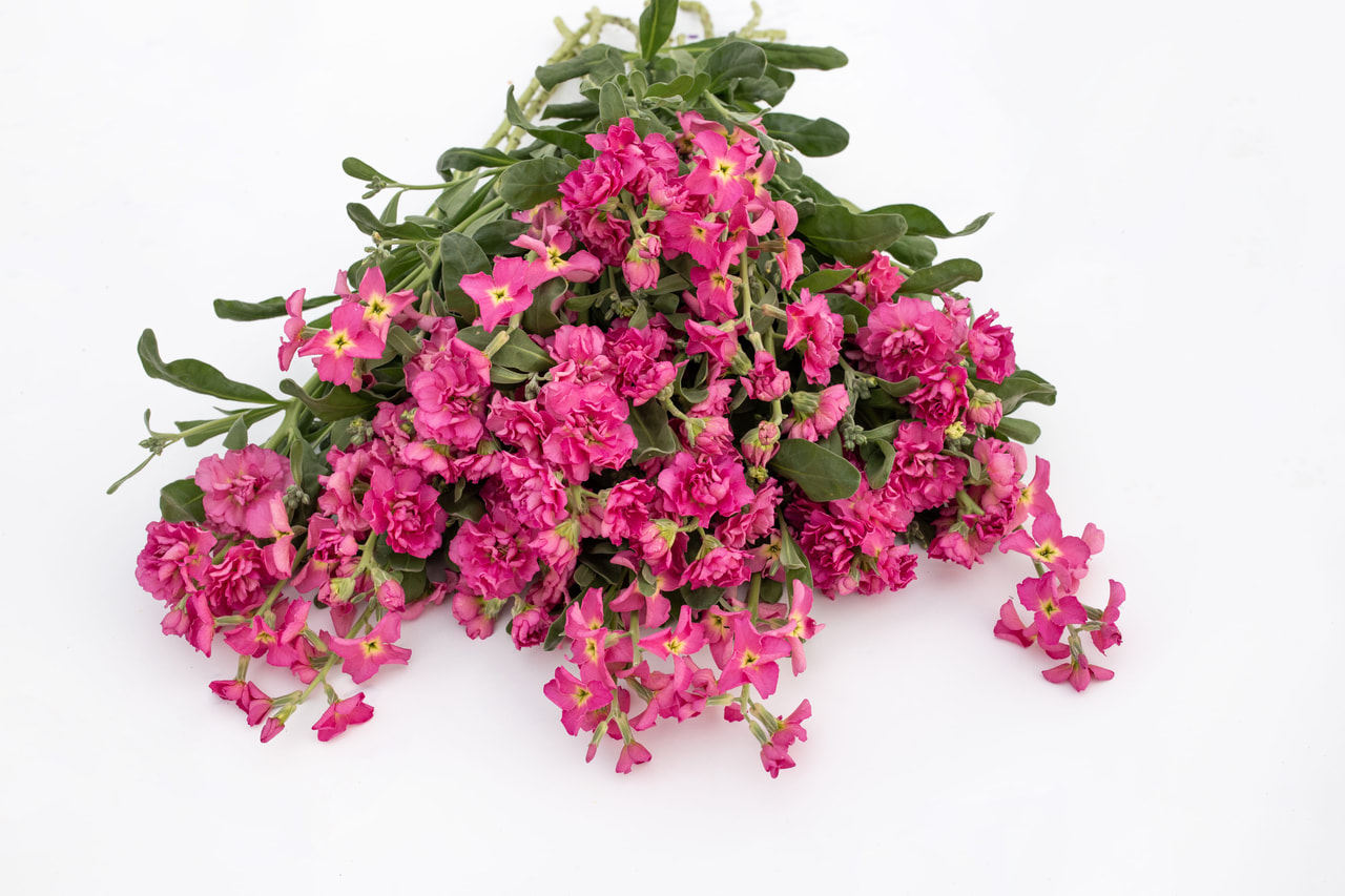 Levkoja Quartet Sunset, Loukykvět