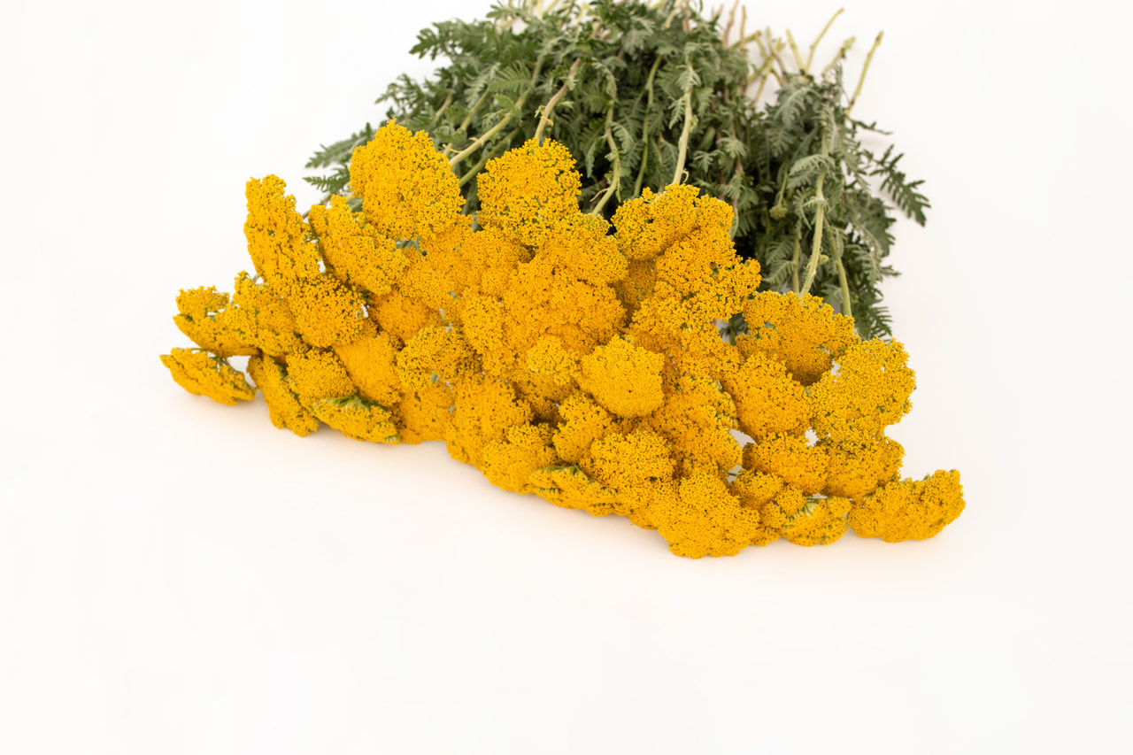 Siankärsämö Parkers Varietät, Loukykvět