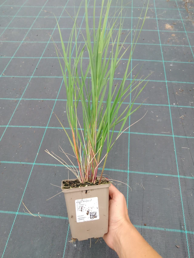 Fjergræs Allgäu - 10. 9. 2025