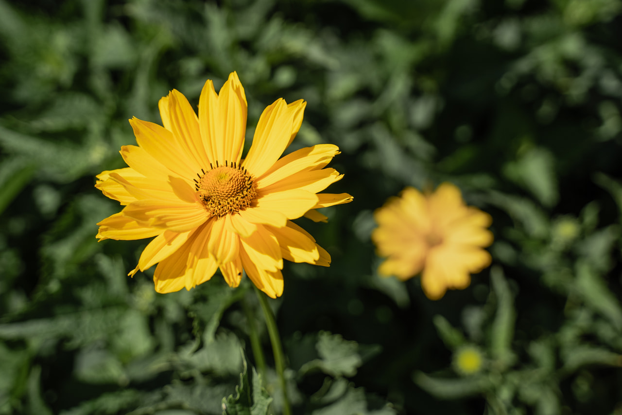 Päivänsilmä Venus, Loukykvět