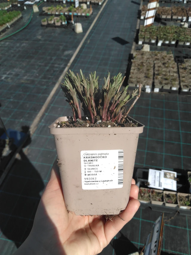 Prairie Coreopsis - 3. 4. 2025