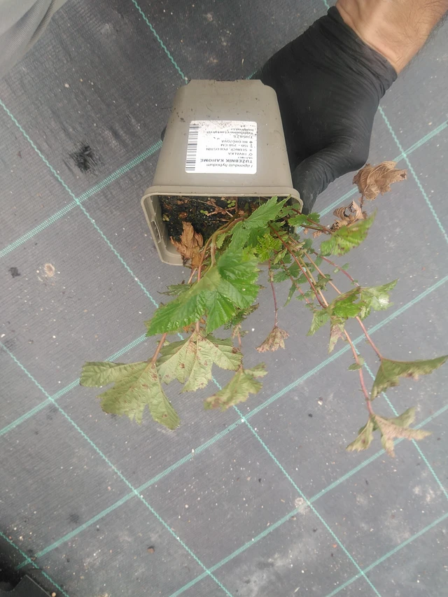 Filipendula Kahome - 10. 9. 2025