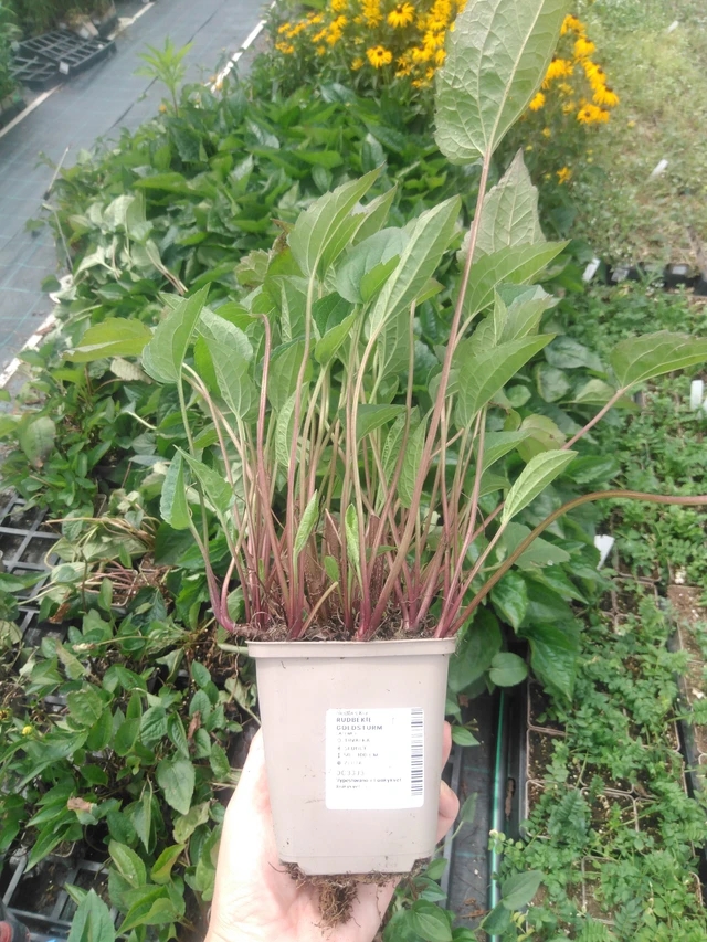 Sädepäivänhattu Goldsturm - 2024