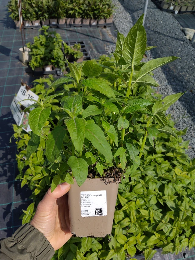 Monarda Cambridge Scarlet - 13. 5. 2026