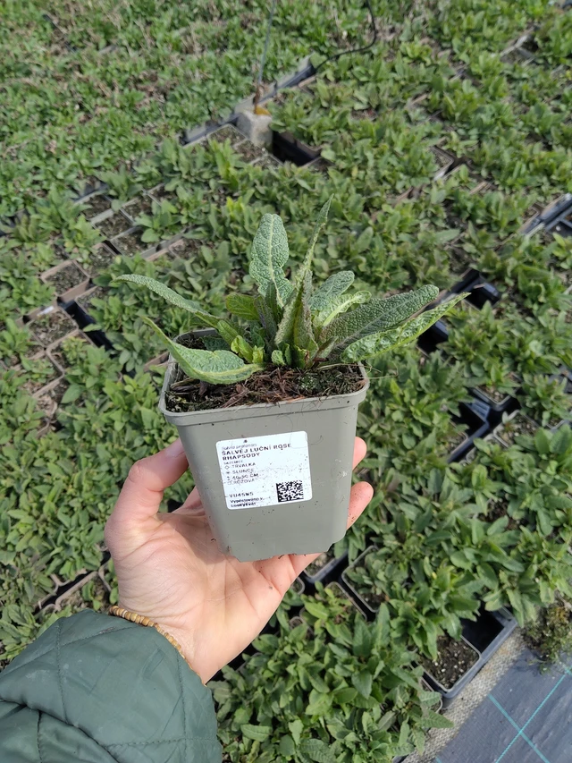 Salvia pratensis Rose Rhapsody - 21. 4. 2026