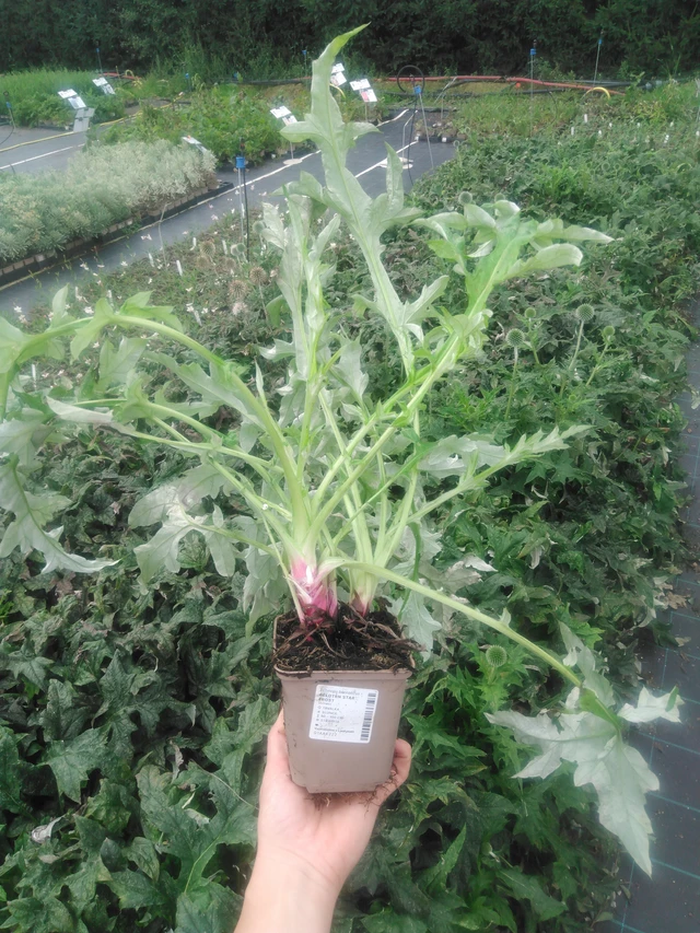 Sinipallo-ohdake Star Frost - 2024